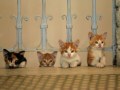 Kino Casablanca: Kedi - Von Katzen und Menschen