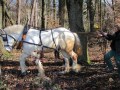 Waldarbeit und Pferdeschweiß Ein NaturWissenSchaffen-Projekt im Park von Schloß Freudenberg