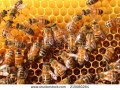 NaturWissenSchaffen: Was macht die Biene aus?