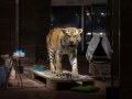 Vortrag: Wie kommt der Tiger ins Museum?  Präparation eines Bengal-Tigers