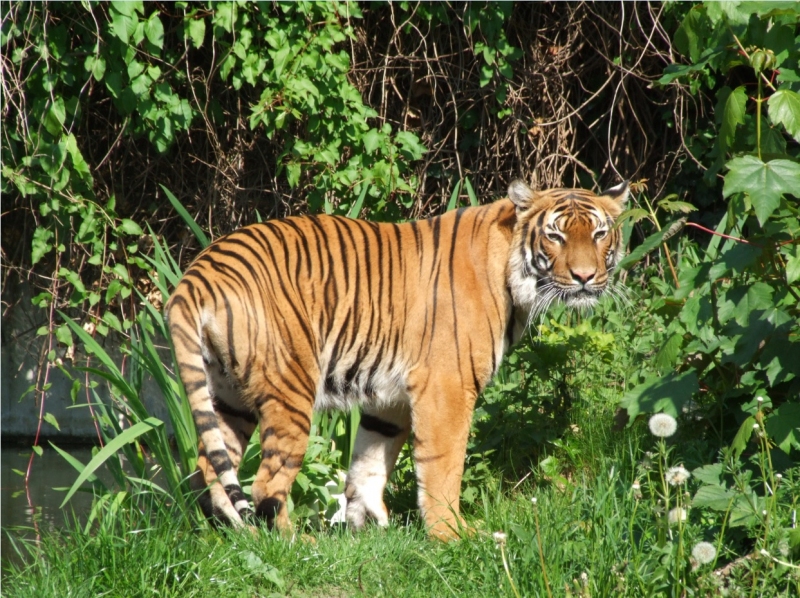 Tiger Dortmund